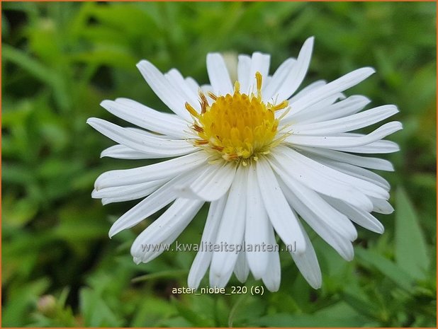 Aster 'Niobe' | Aster | Aster