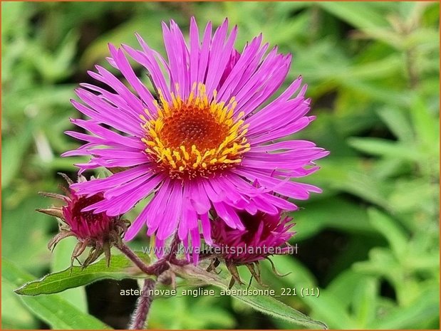 Aster novae-angliae &#39;Abendsonne&#39; | Nieuw-Engelse aster, Herfstaster, Aster | Raublatt-Aster