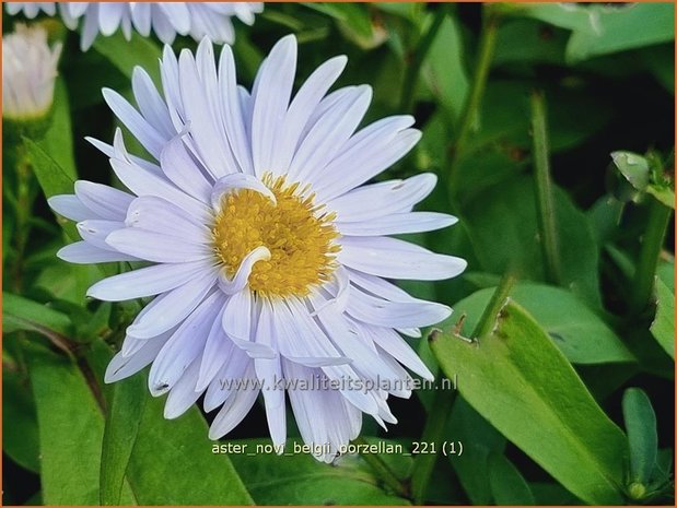 Aster novi-belgii &#39;Porzellan&#39; | Nieuw-Nederlandse aster, Herfstaster, Aster | Glattblatt-Aster