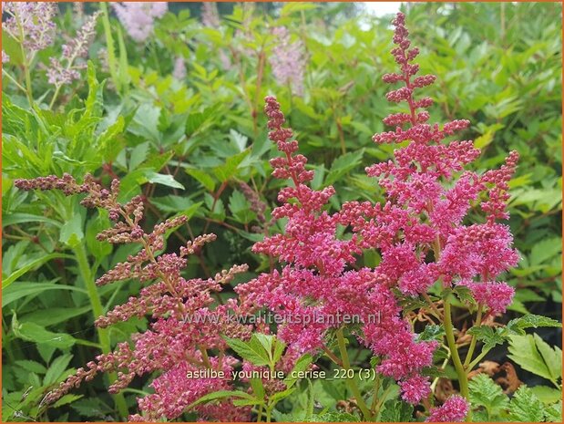 Astilbe &#39;Younique Cerise&#39; | Pluimspirea, Spirea | Prachtspiere