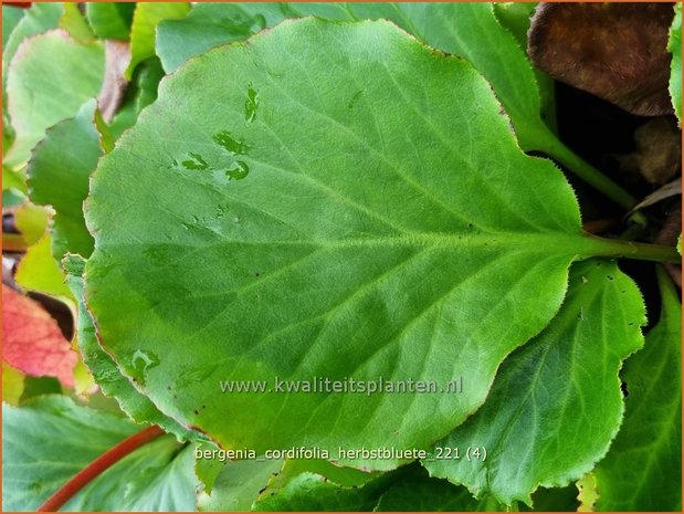 Bergenia cordifolia 'Herbstblüte' | Schoenlappersplant, Olifantsoor | Altai-Bergenie