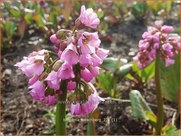 Bergenia &#39;Oeschberg&#39; | Schoenlappersplant, Olifantsoor | Bergenie