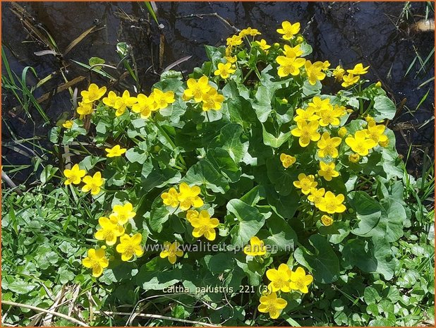 Caltha palustris | Dotterbloem | Sumpf-Dotterblume