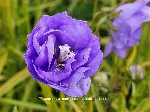 Campanula persicifolia 'La Belle' | Perzikbladklokje, Prachtklokje, Klokjesbloem | Pfirsichblättrige Glock