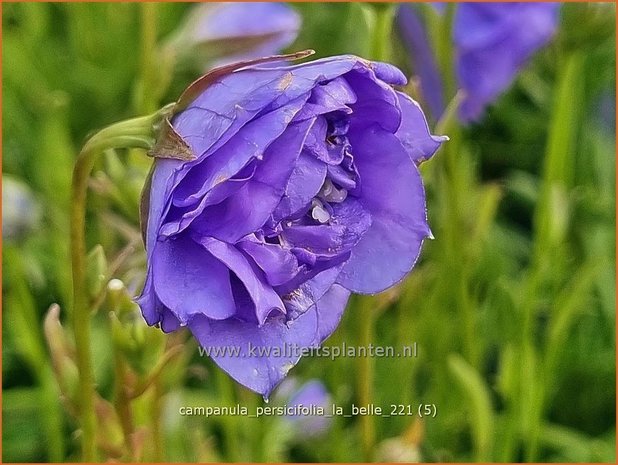 Campanula persicifolia 'La Belle' | Perzikbladklokje, Prachtklokje, Klokjesbloem | Pfirsichblättrige Glock