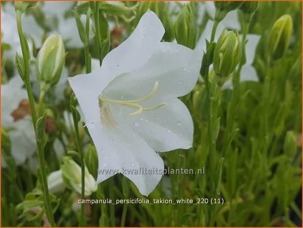 Campanula persicifolia &#39;Takion White&#39; | Perzikbladklokje, Prachtklokje, Klokjesbloem | Pfirsichblättrige Glock