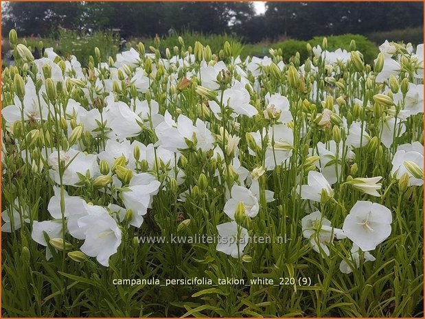 Campanula persicifolia &#39;Takion White&#39; | Perzikbladklokje, Prachtklokje, Klokjesbloem | Pfirsichblättrige Glock