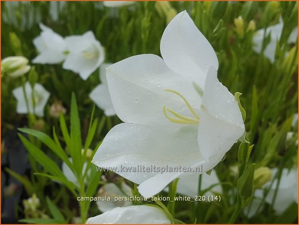 Campanula persicifolia &#39;Takion White&#39; | Perzikbladklokje, Prachtklokje, Klokjesbloem | Pfirsichblättrige Glock