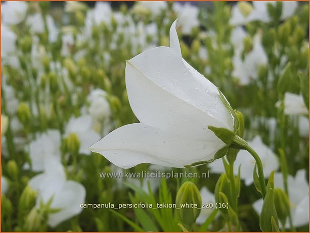 Campanula persicifolia &#39;Takion White&#39; | Perzikbladklokje, Prachtklokje, Klokjesbloem | Pfirsichblättrige Glock