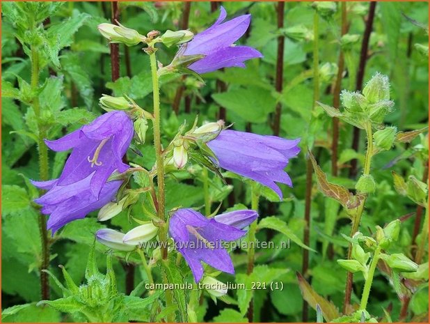 Campanula trachelium | Ruig klokje, Klokjesbloem | Nesselblättrige Glockenblume