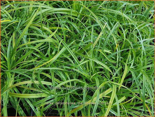 Carex caryophyllea 'The Beatles' | Zegge | Frühlings-Segge