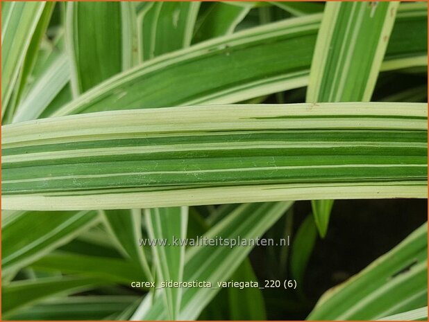 Carex siderosticta &#39;Variegata&#39; | Breedbladzegge, Zegge | Bunte Breitblatt-Segge