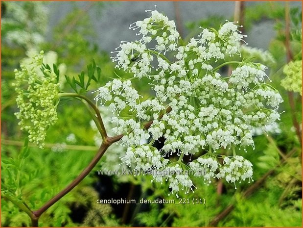 Cenolophium denudatum | Baltische peterselie | Baltische Petersilie