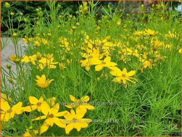 Coreopsis verticillata | Meisjesogen | Quirlblättriges Mädchenauge