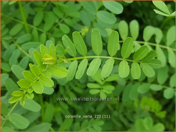 Coronilla varia | Bont kroonkruid, Kroonkruid | Beilwicke