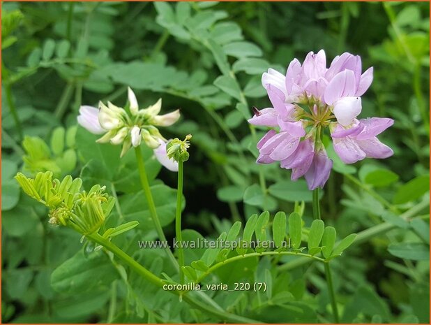 Coronilla varia | Bont kroonkruid, Kroonkruid | Beilwicke