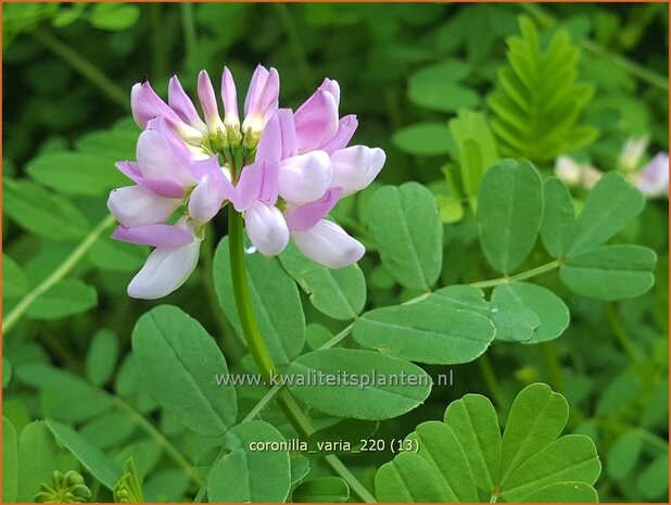 Coronilla varia | Bont kroonkruid, Kroonkruid | Beilwicke