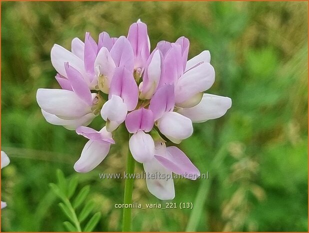 Coronilla varia | Bont kroonkruid, Kroonkruid | Beilwicke