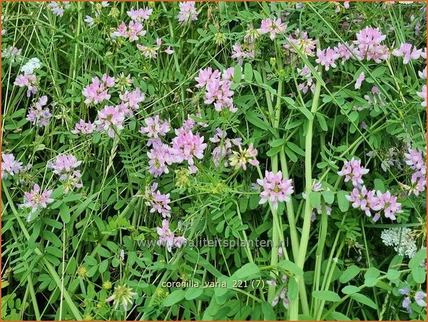 Coronilla varia | Bont kroonkruid, Kroonkruid | Beilwicke