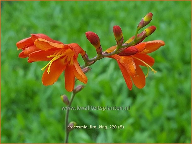 Crocosmia &#39;Fire King&#39; | Montbretia | Montbretie