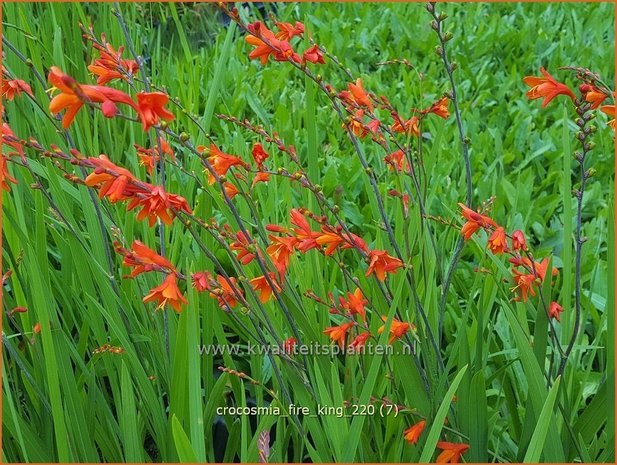 Crocosmia &#39;Fire King&#39; | Montbretia | Montbretie