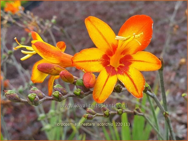 Crocosmia &#39;Firestars Scorchio&#39; | Montbretia | Montbretie