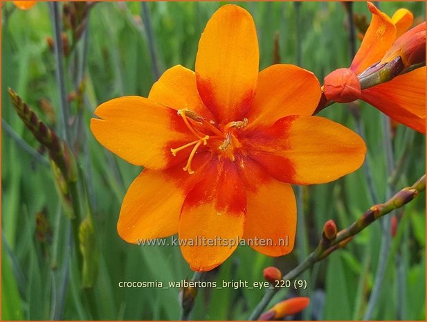 Crocosmia &#39;Walbertons Bright Eye&#39; | Montbretia | Montbretie