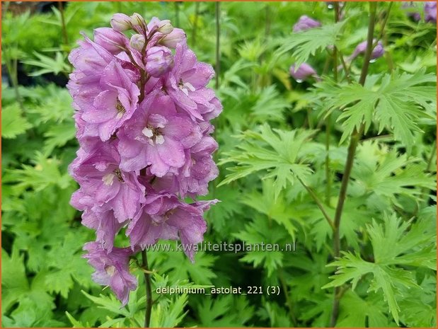 Delphinium &#39;Astolat&#39; | Ridderspoor | Rittersporn