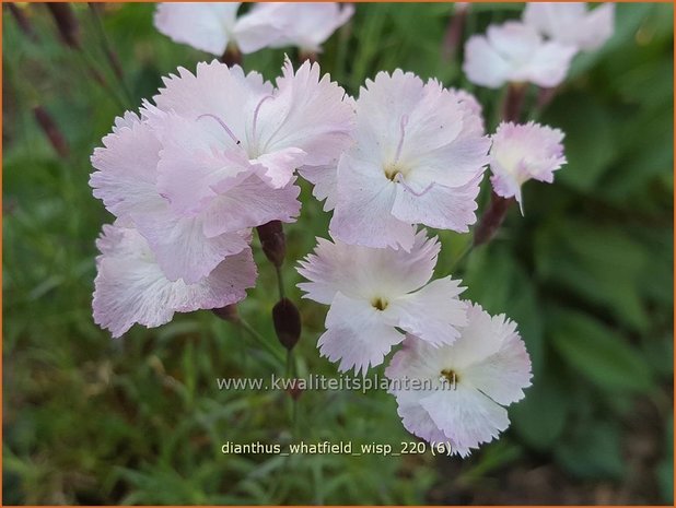 Dianthus 'Whatfield Wisp' | Anjer | Nelke