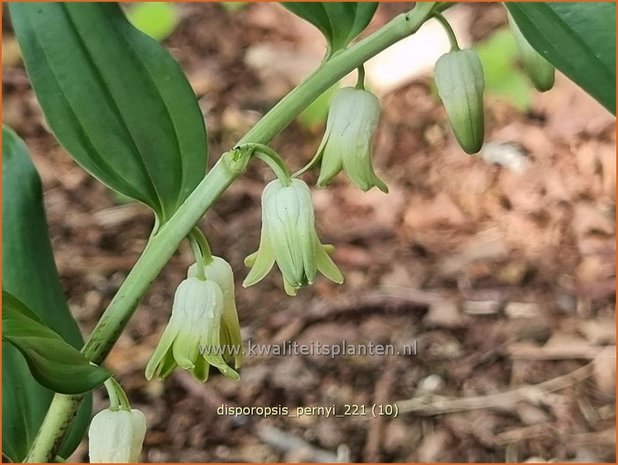 Disporopsis pernyi | Schijnsalomonszegel | Scheinsalomonssiegel