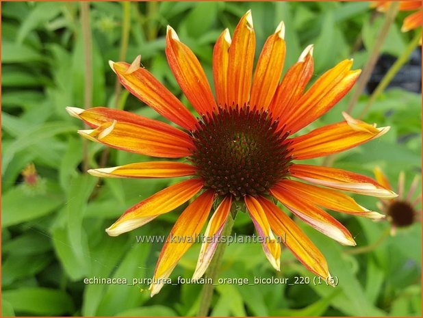 Echinacea purpurea 'Fountain Orange Bicolour'