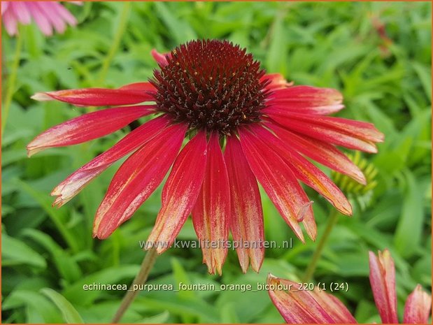 Echinacea purpurea 'Fountain Orange Bicolour'