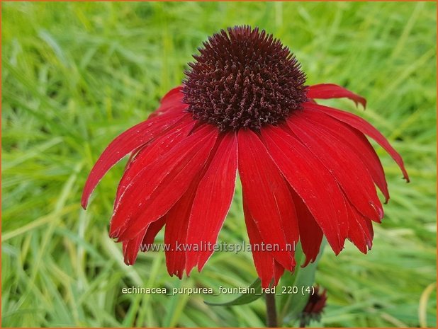 Echinacea purpurea &#39;Fountain Red&#39; | Rode zonnehoed, Zonnehoed | Roter Sonnenhut