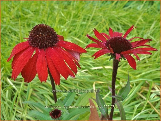 Echinacea purpurea &#39;Fountain Red&#39; | Rode zonnehoed, Zonnehoed | Roter Sonnenhut