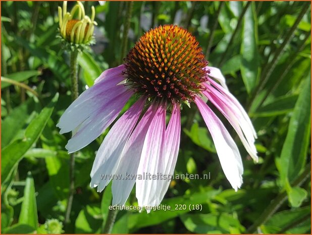 Echinacea purpurea &#39;JS Engeltje&#39; | Rode zonnehoed, Zonnehoed | Roter Sonnenhut