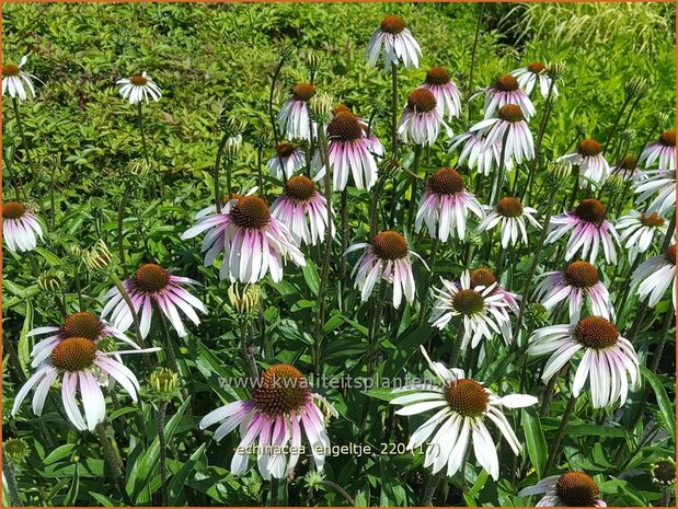 Echinacea purpurea &#39;JS Engeltje&#39; | Rode zonnehoed, Zonnehoed | Roter Sonnenhut