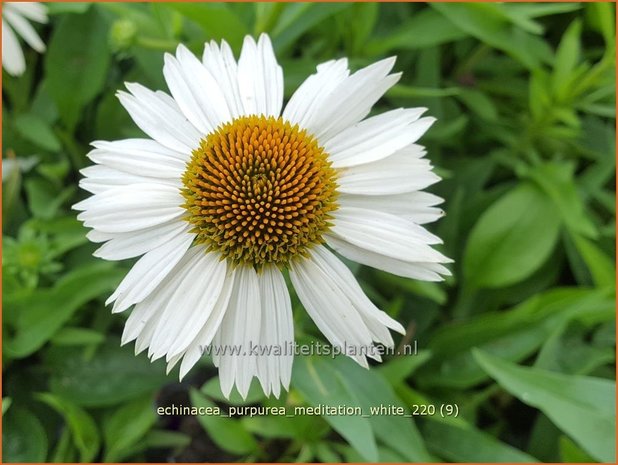 Echinacea purpurea &#39;Meditation White&#39; | Rode zonnehoed, Zonnehoed | Roter Sonnenhut