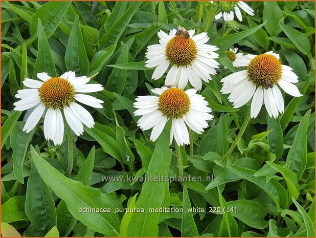 Echinacea purpurea &#39;Meditation White&#39; | Rode zonnehoed, Zonnehoed | Roter Sonnenhut