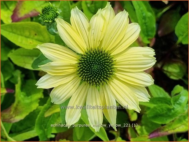 Echinacea purpurea &#39;Mellow Yellow&#39; | Rode zonnehoed, Zonnehoed | Roter Sonnenhut