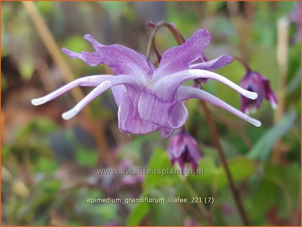 Epimedium grandiflorum &#39;Lilafee&#39; | Elfenbloem | Großblütige Elfenblume