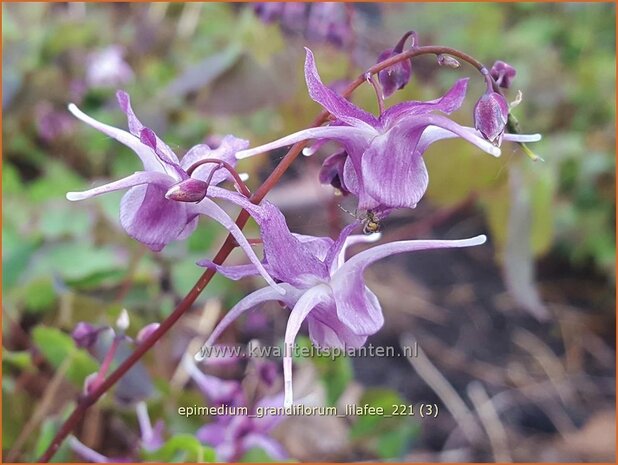 Epimedium grandiflorum &#39;Lilafee&#39; | Elfenbloem | Großblütige Elfenblume