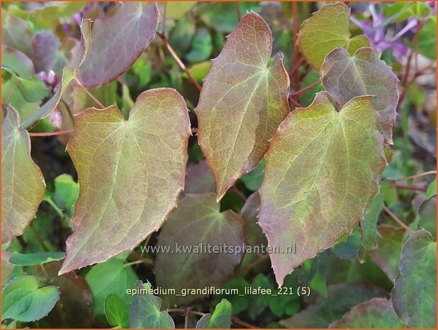 Epimedium grandiflorum &#39;Lilafee&#39; | Elfenbloem | Großblütige Elfenblume