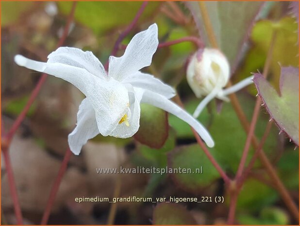 Epimedium grandiflorum var. higoense | Elfenbloem | Großblütige ElfenblumeEpimedium grandiflorum var. higoense | Elfenbloem |