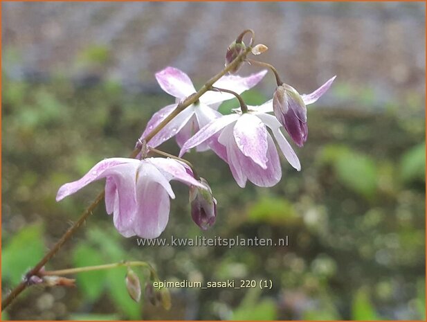 Epimedium &#39;Sasaki&#39; | Elfenbloem | Elfenblume