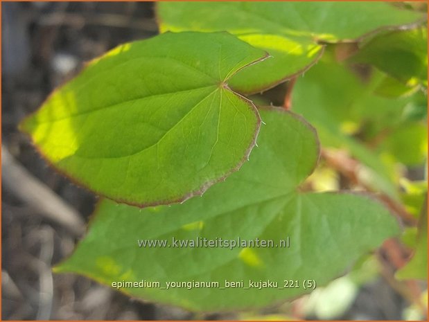 Epimedium youngianum &#39;Beni-kujaku&#39; | Elfenbloem | Zierliche Garten-Elfenblume