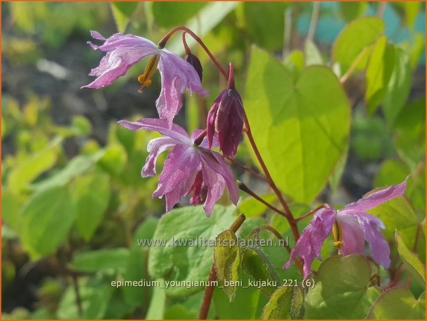 Epimedium youngianum &#39;Beni-kujaku&#39; | Elfenbloem | Zierliche Garten-Elfenblume