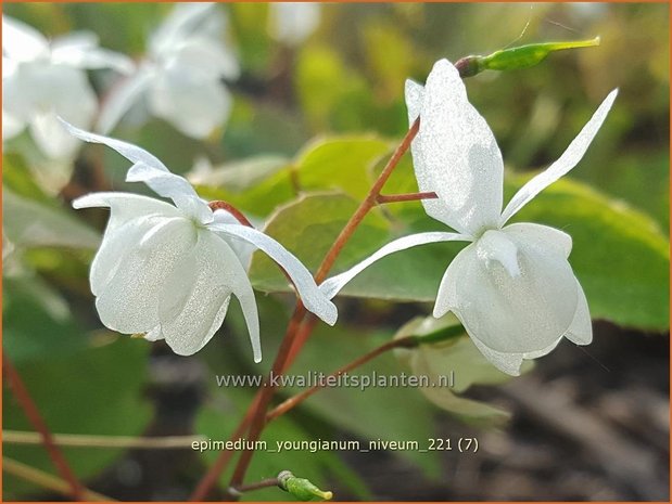 Epimedium youngianum &#39;Niveum&#39;