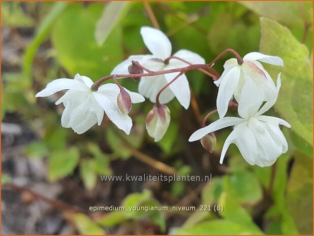 Epimedium youngianum &#39;Niveum&#39;