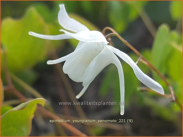 Epimedium youngianum &#39;Yenomoto&#39; | Elfenbloem | Zierliche Garten-Elfenblume