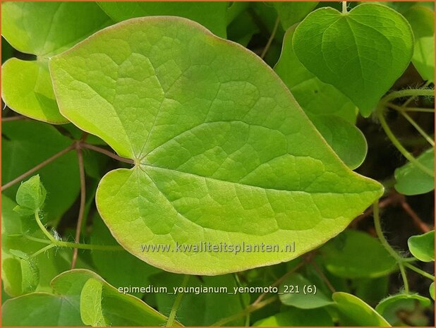 Epimedium youngianum &#39;Yenomoto&#39; | Elfenbloem | Zierliche Garten-Elfenblume